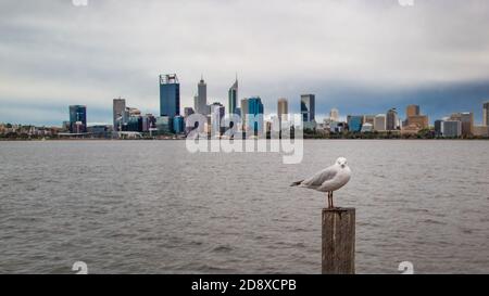 Perth City Seagull Stock Photo