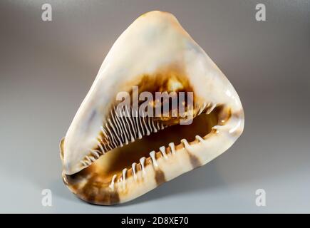 Big bright seashell on the gray background Stock Photo