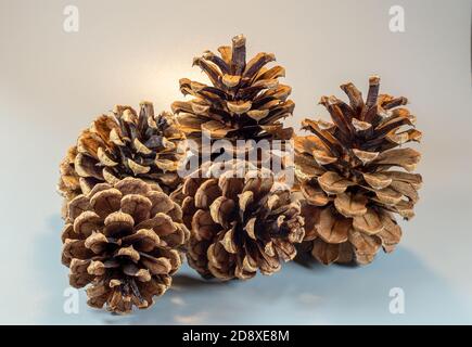Pine cones isolated on light gray background Stock Photo