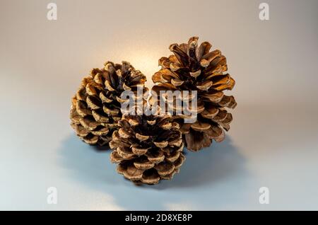 Pine cones isolated on light gray background Stock Photo