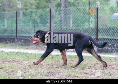 Rottweiler puppy dog, walking in the park. Stock Photo