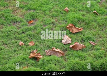 Autumn Field of fresh green grass in park Stock Photo