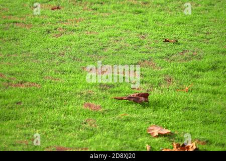 Field of fresh green grass in park, Dry leaves Stock Photo