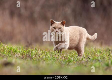 Stalking cat in the garden Stock Photo - Alamy
