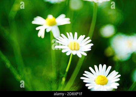 Tiny daisy flowers blossom on the green field. Herbal and floral backgrounds Stock Photo