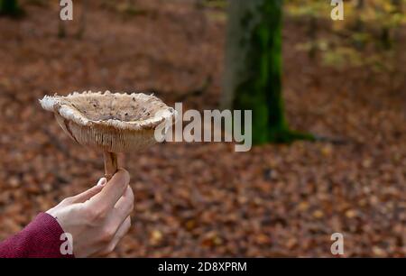 A big old parasol mushroom Stock Photo