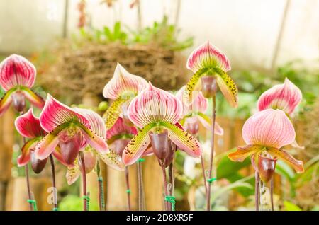 close up of beautiful paphiopedilum orchid, paphiopedilum spicerianum Stock Photo