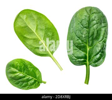 Spinach leaf isolated on white background. Fresh green baby spinach Top view. Flat lay. Stock Photo