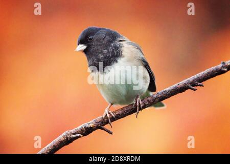 Male dark-eyed Junco (Junco hyemalis) perched on branch, autumn colors in background, Snohomish, Washington, USA Stock Photo