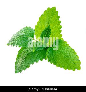 Fresh Lemon balm (Melissa officinalis) leaves isolated on a white background. Mint, peppermint close up Stock Photo