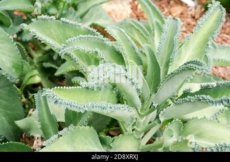 Kalanchoe pinnata,Succulent plants in garden Stock Photo