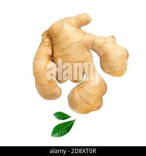 Fresh ginger root  with  green leaves    isolated on white background. Top view. Flat lay. Stock Photo
