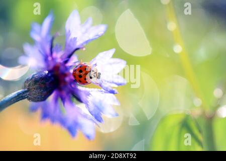 The little red ladybug from my garden poses for photos on a nice colored background Stock Photo