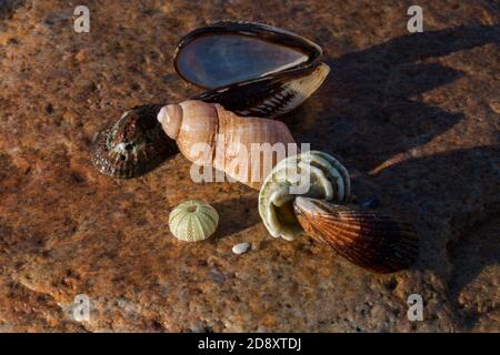 Different seashells laying on a rock outdoors at the  seaside Stock Photo