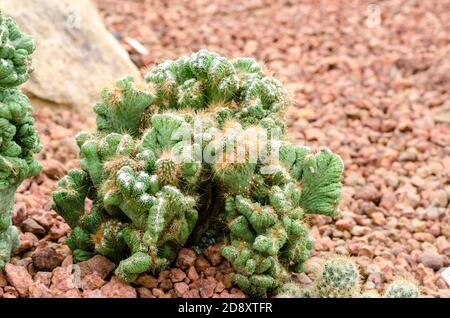 cereus monstrose cactus Stock Photo