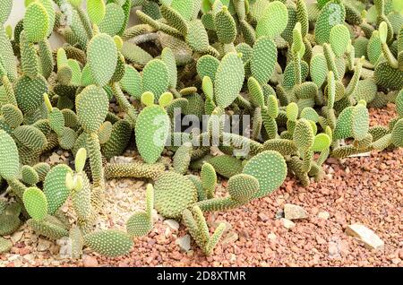 Opuntia rufida cactaceae cactus Stock Photo