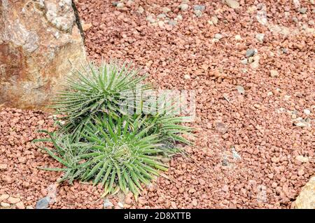 Agave filifera Stock Photo