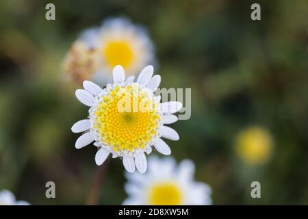 Wildflowers of the West Coast South Africa close up of a small white flower macro Stock Photo
