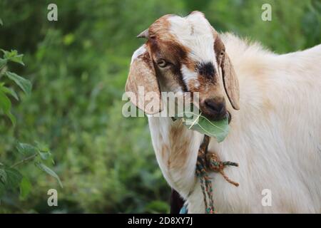 Side View of White Goat eating Green leaf Stock Photo