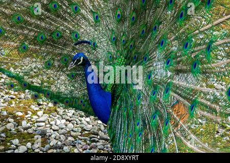 Indian peacock  displays feathers and head crown Stock Photo