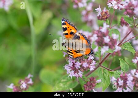 Purple flowers of origanum vulgare or common oregano, wild marjoram. Sunny day Stock Photo