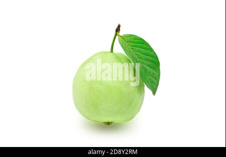 Single one organic guava fruit with green leaf on white isolated background with clipping path, studio shot. Guava have high vitamin C and antioxidant Stock Photo