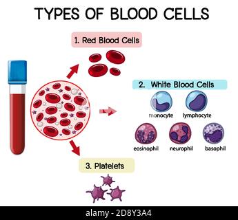 Types of blood cells illustration Stock Vector