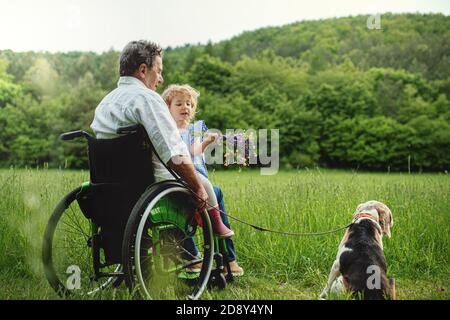 Small girl with senior grandfather in wheelchair and dog on a walk on meadow in nature. Stock Photo