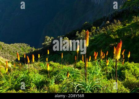 RED HOT POKER (Kniphofia uvaria), Parque Nacional Montañas Simien, Etiopia, Africa Stock Photo