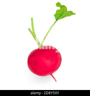 Fresh radish isolated on white background. Small garden Radish vegetable. Healthy food concept Stock Photo