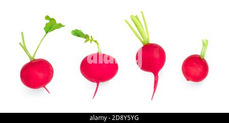 Fresh radish isolated on white background. Small garden Radish vegetables in a row. Stock Photo
