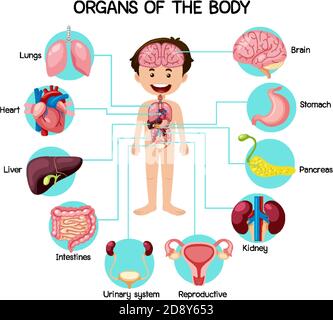 Informative organs of the body illustration Stock Vector Image & Art ...