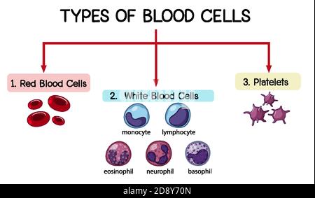 Type of blood cell illustration Stock Vector