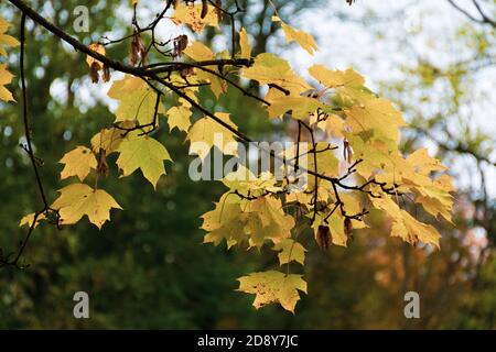 Beautiful composition of yellow autumn maple leaves, fall blurred background Stock Photo