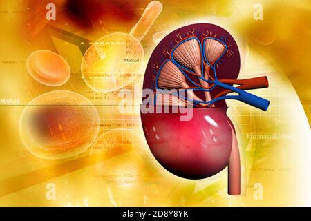 Human kidney in abstract background Stock Photo