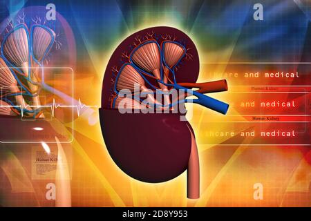 Human kidney in abstract background Stock Photo