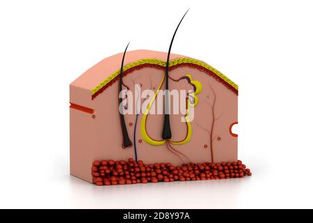 Human skin cross section. Digital illustration, 3D render Stock Photo ...