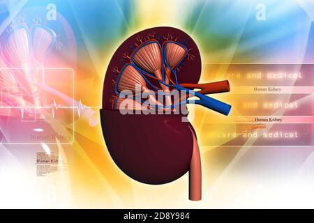 Human kidney in abstract background Stock Photo