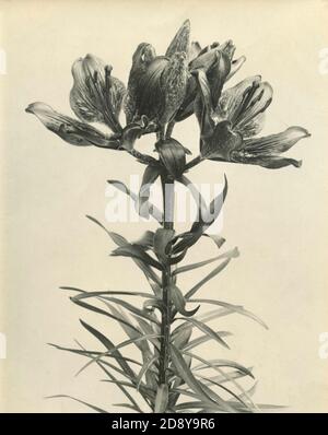 golden-rayed lily (Lilium auratum) Plantae Stock Photo - Alamy