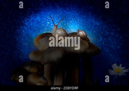 Snails on Sheathed Wood Tuft Mushroom Top Observing Night Stars Stock Photo
