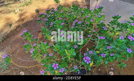 Cape periwinkle, Pinkle-pinkle, Pink periwinkle, Vinca, Cayenne jasmine, Rose periwinkle, Old maid, with pink and white flowers Stock Photo