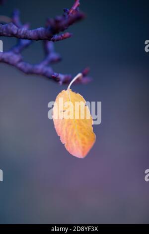 One orange apple tree leaf hang on the tree branch in autumn garden with blue fog. Stock Photo