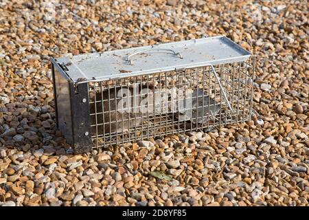 Large brown trap in a humane live trap, Hampshire, England, United Kingdom. Stock Photo