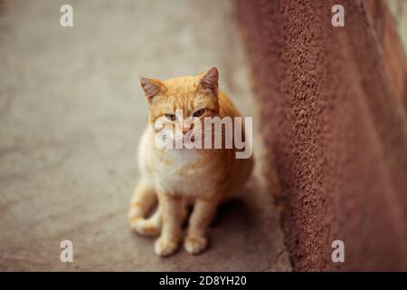 Lovely ginger cat sits on a stone floor near the wall of the house Stock Photo