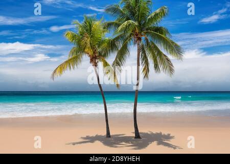 Tropical sunny beach with coco palms and the turquoise sea on Caribbean island.