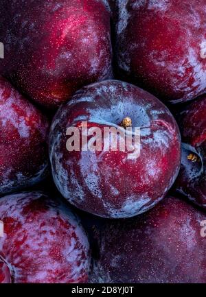 Ripe  Plum fruits Background. Fresh blue plums Macro. Stock Photo