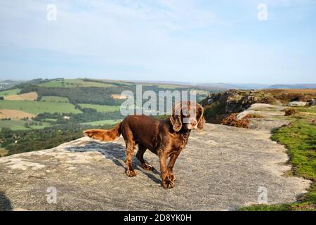 Chocolate brown working cocker spaniel at Curbar Edge in the Derbyshire Dales, Peak District, UK Stock Photo