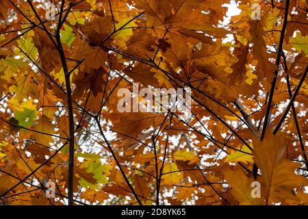 Close up of Autumn oak leaves still on the tree with light shining through Stock Photo