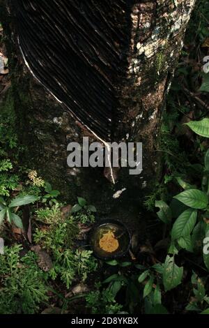 Rubber tapping on a natural rubber tree placed by local community in the forest, in Sitahuis, Central Tapanuli, North Sumatra, Indonesia. Stock Photo