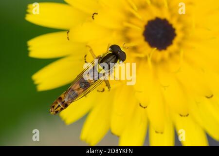 Gewöhnliche Langbauchschwebfliege, Blütenbesuch, Nektarsuche, Stift-Schwebfliege, Stiftschwebfliege, Langbauch-Schwebfliege, Schwebfliege, Männchen, S Stock Photo